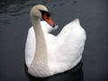 Swan of Avon