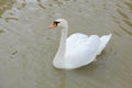 The Swan in the river Royalty Free Stock Photo