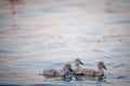 Swan babies in water. Three gray little Mute swan cygnets swimming in lake Geneva. Cygnus olor