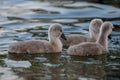 Swan babies in water. Three grey little Mute swan cygnets swimming in lake Geneva. Cygnus olor