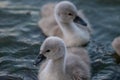 Swan babies in water. Two grey little Mute swan cygnets swimming in lake Geneva. Cygnus olor Royalty Free Stock Photo