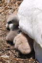 Swan baby Royalty Free Stock Photo