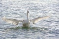 Swan baby Royalty Free Stock Photo