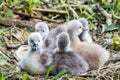 Swan baby cygnet cuddling together Royalty Free Stock Photo