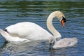 Swan and Cygnet swimming on a lake
