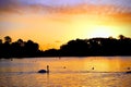 A swan in the background of a sunrise on the lake at Hyde Park London Royalty Free Stock Photo