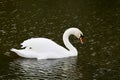 Swan at Baconsthorpe Castle and Mere, Holt, Norfolk, England, UK Royalty Free Stock Photo