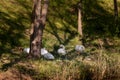 Swan bank. Group of white mute swans on the shore of the lake in the shade of trees in the golden rays of the setting sun Royalty Free Stock Photo