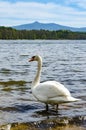 Swan on a beach of Hamer Lake Hamersky pond with view on mount Jested