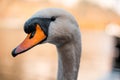 Swan in the beautiful lake of Hallstatt, close up swan image in Hallstatt austria, amazing wildlife image