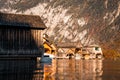 Swan in the beautiful lake of Hallstatt, close up swan image in Hallstatt austria, amazing wildlife image