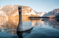 Swan in the beautiful lake of Hallstatt, close up swan image in Hallstatt austria, amazing wildlife image