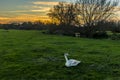 A swan beds down on the river meadow of the river Stour at sunset on the edge of Sudbury, Suffolk