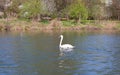 swan, bird, lake Royalty Free Stock Photo