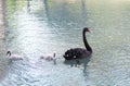 Swan bird with little swans