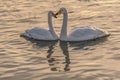 The Swan, Bird, photo