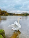 Swan Royalty Free Stock Photo