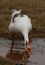 swan bird Standing. Looking. green grass. Walking in water Royalty Free Stock Photo