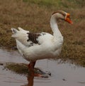 swan bird Standing. Looking. green grass. Walking in water Royalty Free Stock Photo
