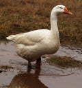 swan bird Standing. Looking. green grass. Walking in water Royalty Free Stock Photo