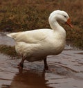 swan bird Standing. Looking. green grass. Walking in water Royalty Free Stock Photo