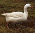 swan bird Standing. Looking. green grass. Walking in water Royalty Free Stock Photo