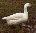 swan bird Standing. Looking. green grass. Walking in water Royalty Free Stock Photo