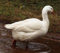 swan bird Standing. Looking. green grass. Walking in water Royalty Free Stock Photo