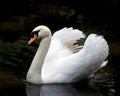 Swan Bird Stock Photos.  White swan bird in the water with a black contrast background Royalty Free Stock Photo