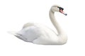 Swan Bird On White Background