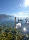 Swan birds in lake Ohrid, Macedonia Royalty Free Stock Photo