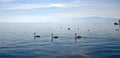 Swan birds in lake Ohrid, Macedonia Royalty Free Stock Photo