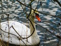 Swan birds water river nature winter Royalty Free Stock Photo