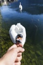 swan biting a finger Royalty Free Stock Photo