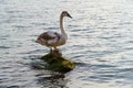 A swan in the Black Sea near Burgas, Bulgaria