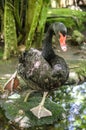 Swan Royalty Free Stock Photo