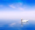 A swan on a blue background Royalty Free Stock Photo