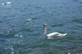 Swan in a blue lake