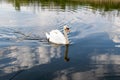 Swan on blue lake water in sunny day Royalty Free Stock Photo