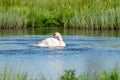 swan on blue lake water in sunny day, swans on pond, nature series