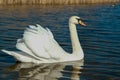 swan on blue lake water in sunny day, swans on pond, nature series Royalty Free Stock Photo