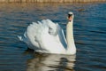 swan on blue lake water in sunny day, swans on pond, nature series Royalty Free Stock Photo