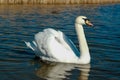 swan on blue lake water in sunny day, swans on pond, nature series Royalty Free Stock Photo