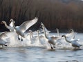 Swan on blue lake water in sunny day, swans on pond, nature series. Made with Generative AI Royalty Free Stock Photo