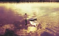 swan on blue lake water in sunny day. Toned Royalty Free Stock Photo