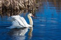 Swan in blue water Royalty Free Stock Photo