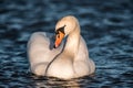 Swan in Blue Water Lake Sunset Spring