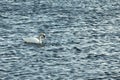 Swan on blue water in sunny day Royalty Free Stock Photo