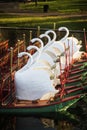 Swan boats in the Boston public garden in Summer