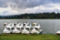 Swan Boats (Paddle Boats) at Lake Grogory Nuwara Eliya